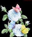 fleurs et nature (38)